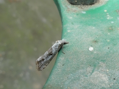 Phtheochroa simoniana