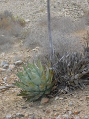 Agave vizcainoensis