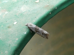 Phtheochroa simoniana