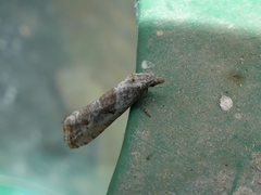 Phtheochroa simoniana