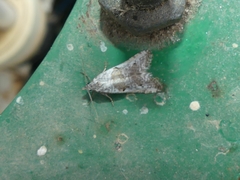 Phtheochroa simoniana