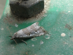 Phtheochroa simoniana