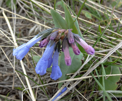 Mertensia longiflora