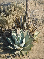 Agave sebastiana