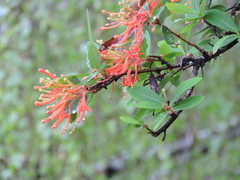 Embothrium coccineum
