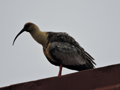 Theristicus melanopis