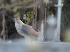 Accipiter cooperii