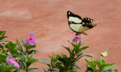 Papilio dardanus tibullus