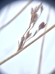 Juncus balticus littoralis