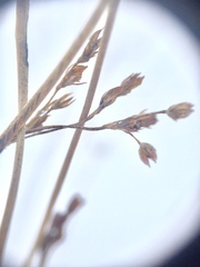 Juncus balticus littoralis