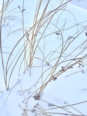 Juncus balticus littoralis