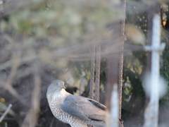 Accipiter cooperii