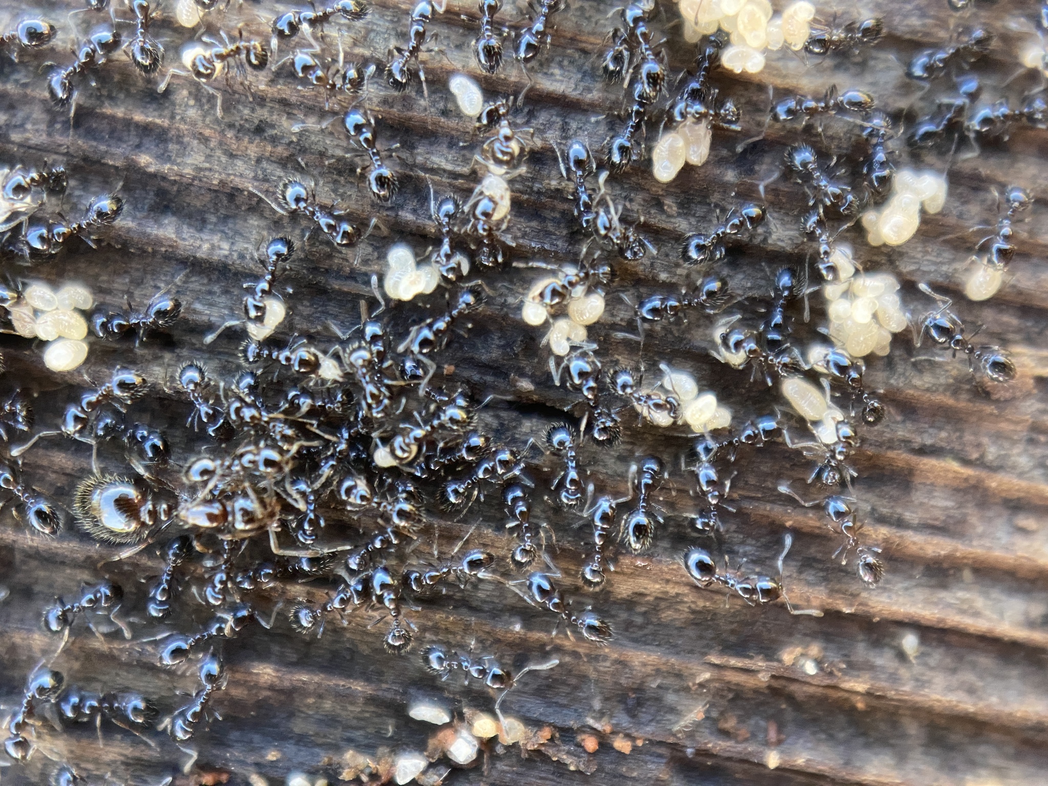 Monomorium ergatogyna