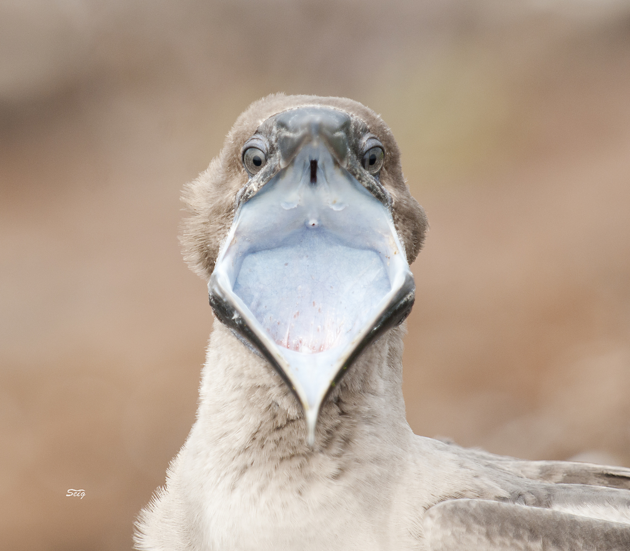 Red-footed Booby (Sula sula)