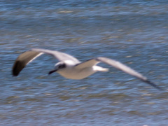 Leucophaeus atricilla