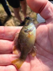 Lepomis miniatus × punctatus