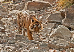 Panthera tigris tigris