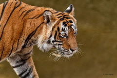 Panthera tigris tigris