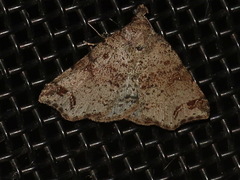 Lithilaria proestans