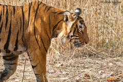 Panthera tigris tigris