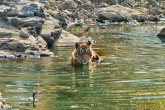Panthera tigris tigris