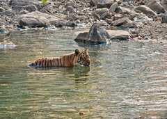 Panthera tigris tigris
