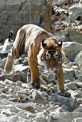 Panthera tigris tigris