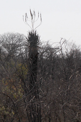 Aloe littoralis image