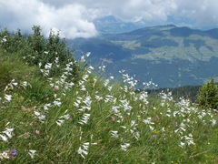 Paradisea liliastrum