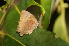 Arhopala madytus