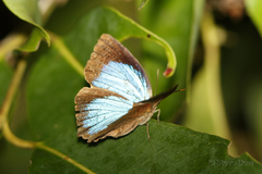 Arhopala madytus