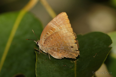 Arhopala madytus