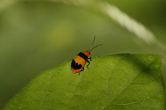 Aulacophora medioflava