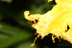 Aulacophora medioflava