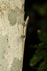 Concinnia tenuis