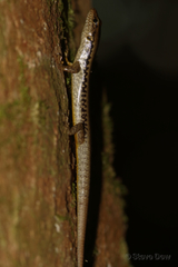 Concinnia tenuis