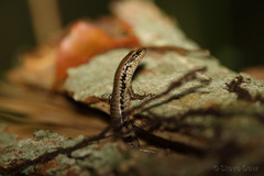 Concinnia tenuis