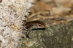 Concinnia tenuis