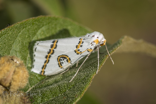 Philtraea mexicana