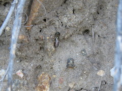 Lasioglossum zephyrus