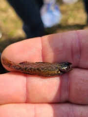 Etheostoma edwini