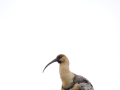 Theristicus melanopis