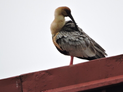 Theristicus melanopis