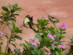 Papilio dardanus tibullus