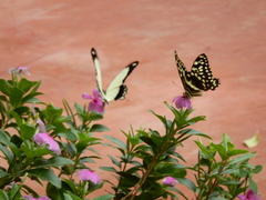 Papilio dardanus tibullus