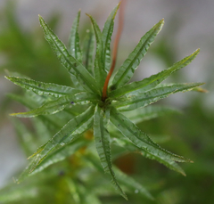 Atrichum selwynii