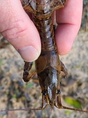 Procambarus suttkusi