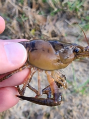 Procambarus suttkusi