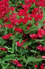 Antigonon leptopus