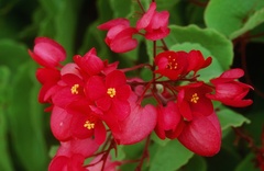 Antigonon leptopus